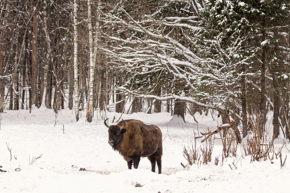 Зубр на снегу.