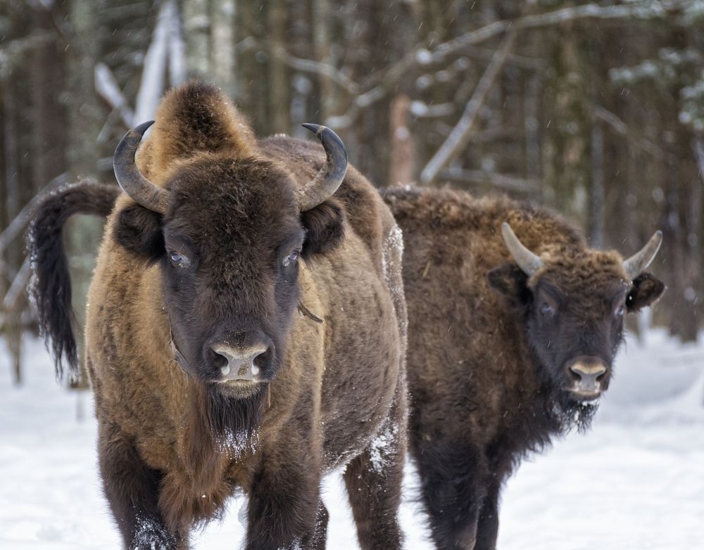 Стражи зимнего леса.