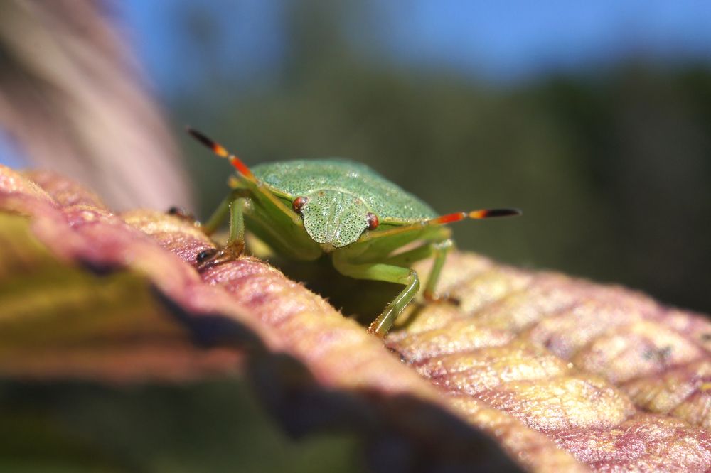 Высоко сижу, далеко гляжу