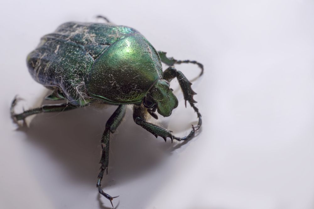 В зимнем оперении