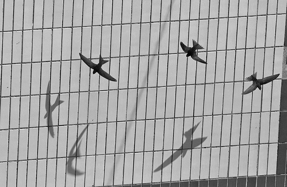 Хоровод с тенью