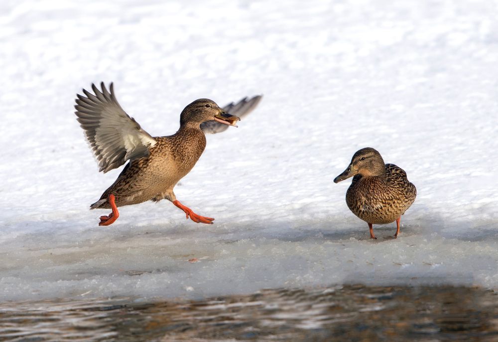 Балет на льду