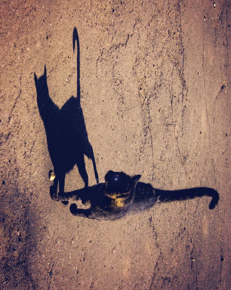 Тень и ее кот