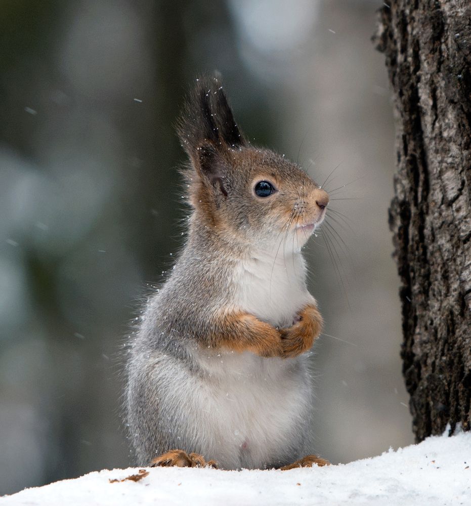 Зима на носу