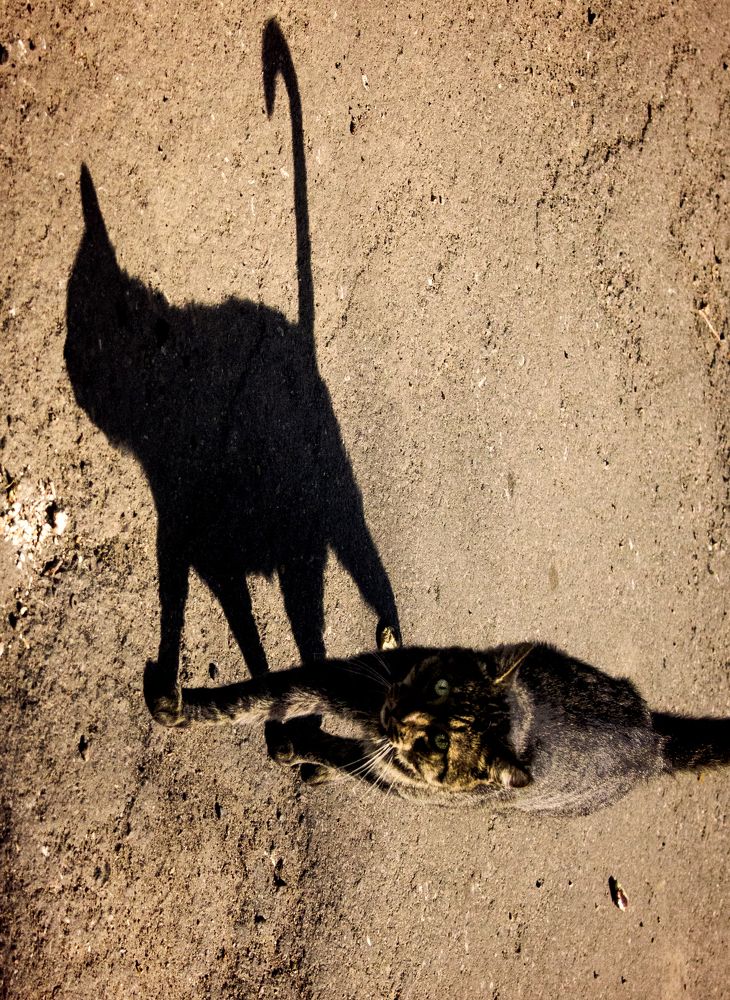 Тень и ее кот