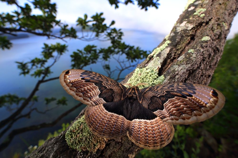 Редкая красота