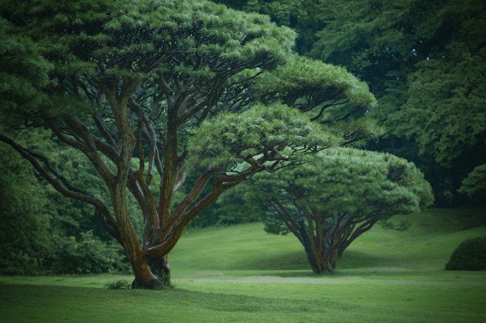 Дождь в японском саду