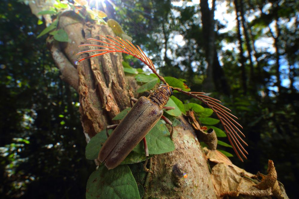 Расческа для солнца