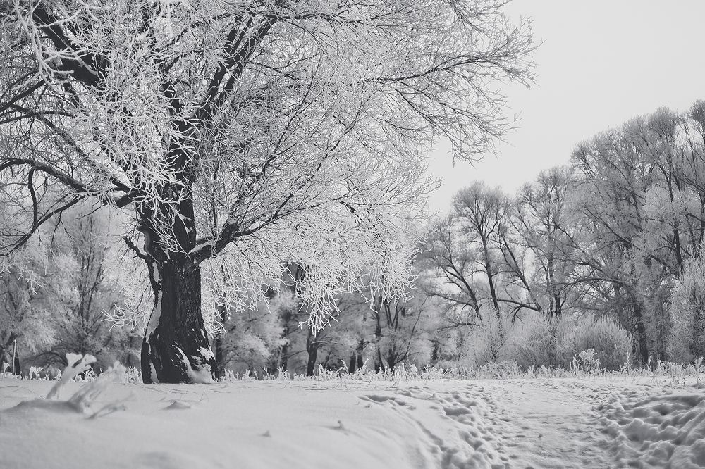 Иней серебристый