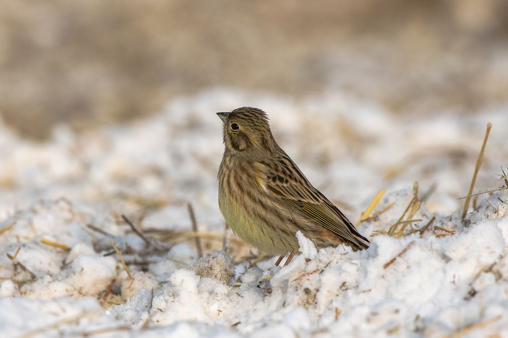 "ОВСЯНКА".....СЕР....