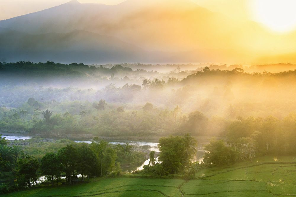 misty forest snake river