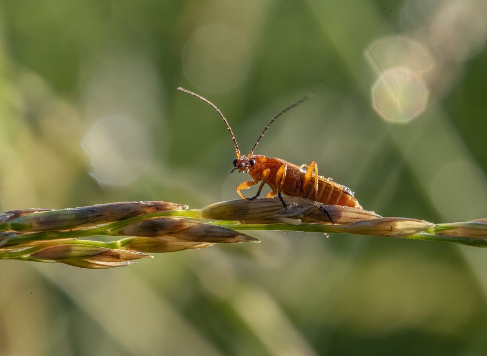 Что вылупился?