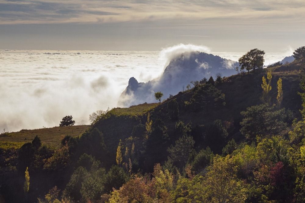 Кошка в тумане