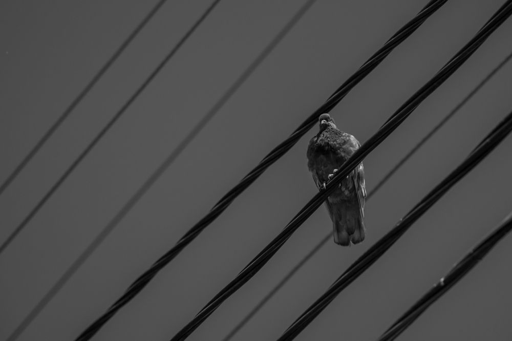 Зоркий страж