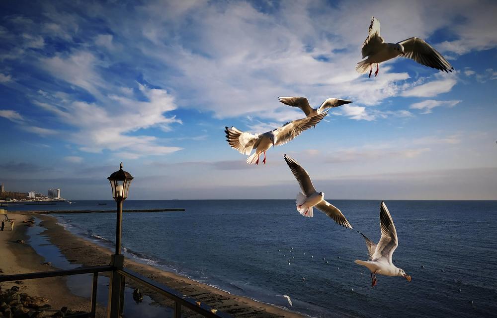 Sky Birds