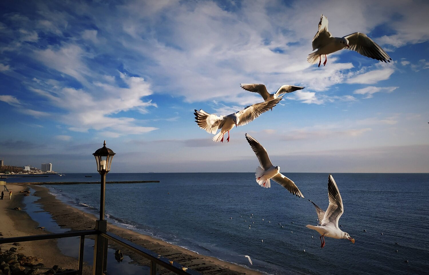 Sky Birds