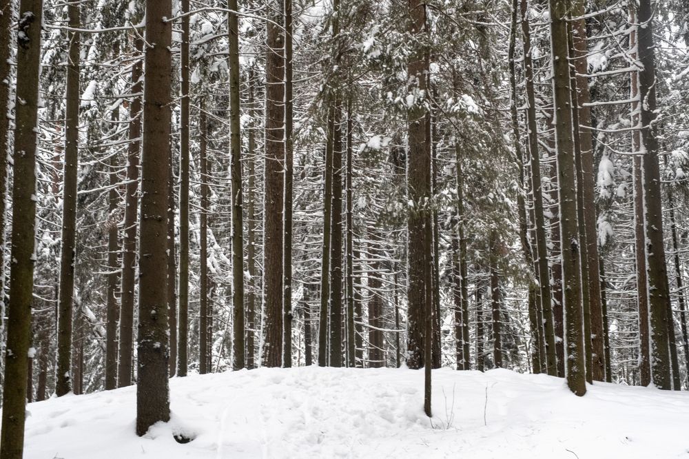 Лес на пригорке