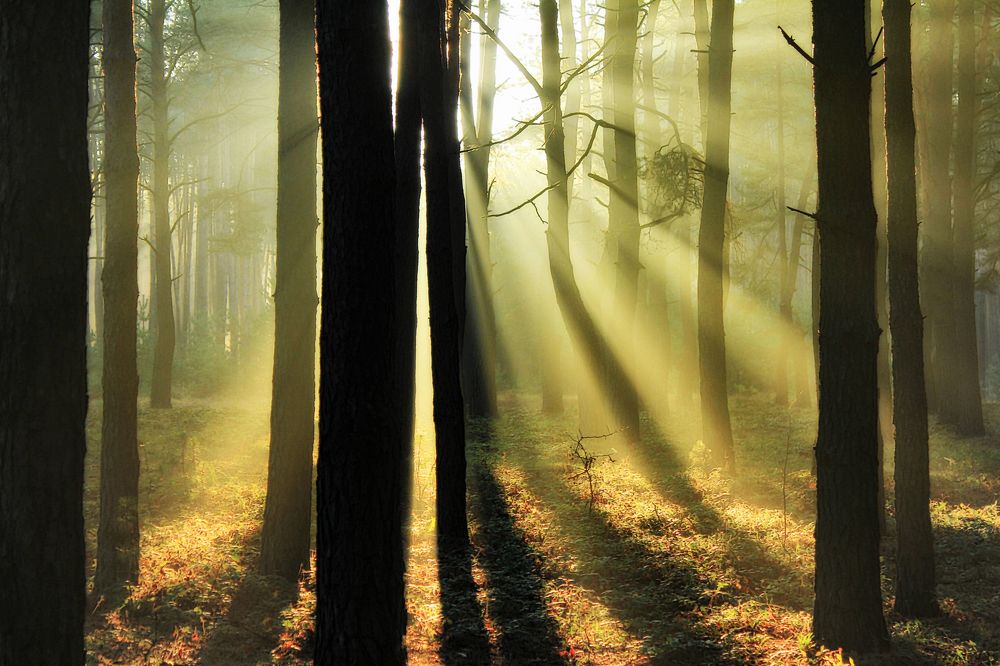 Просветление