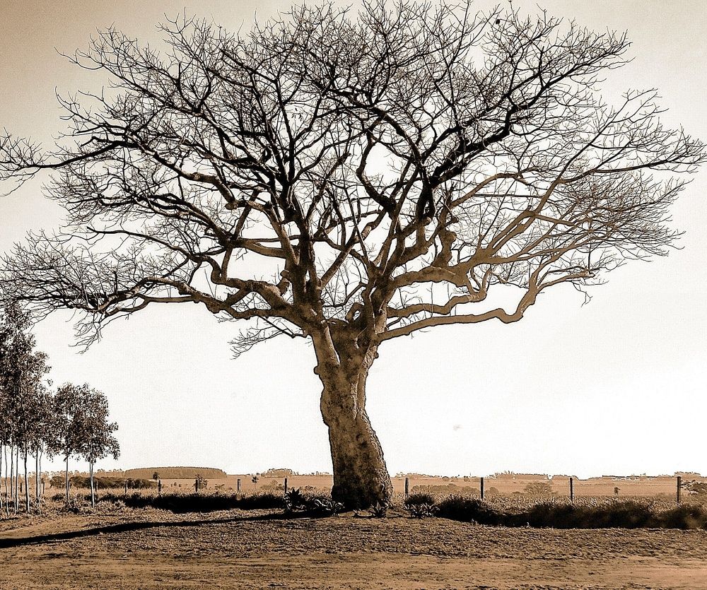 Nature Sépia