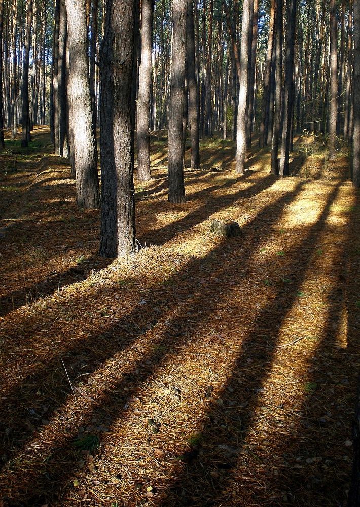 Перспектива