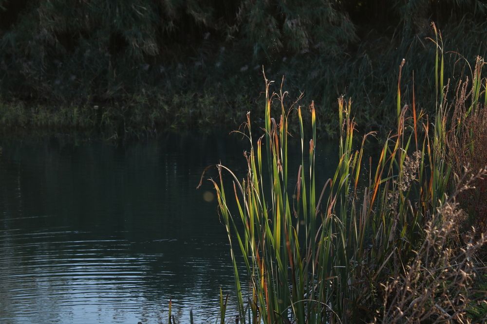 Озеро в парке