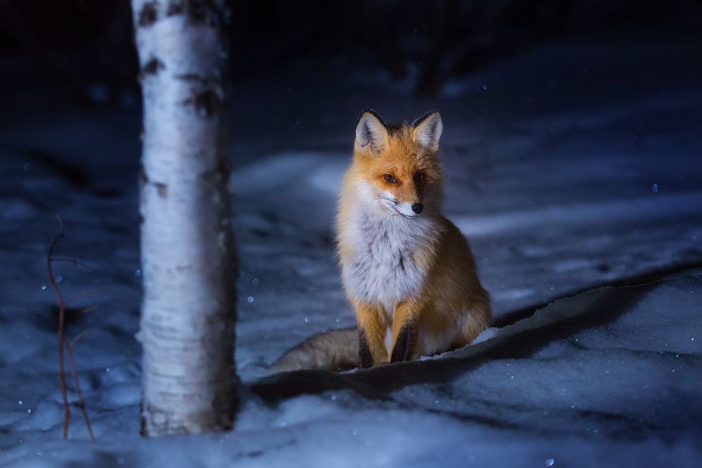 Ночной гость