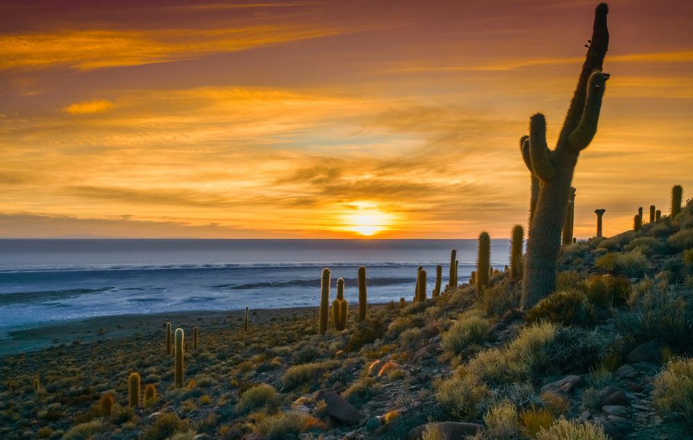 Немного жизни посреди бесконечной соли