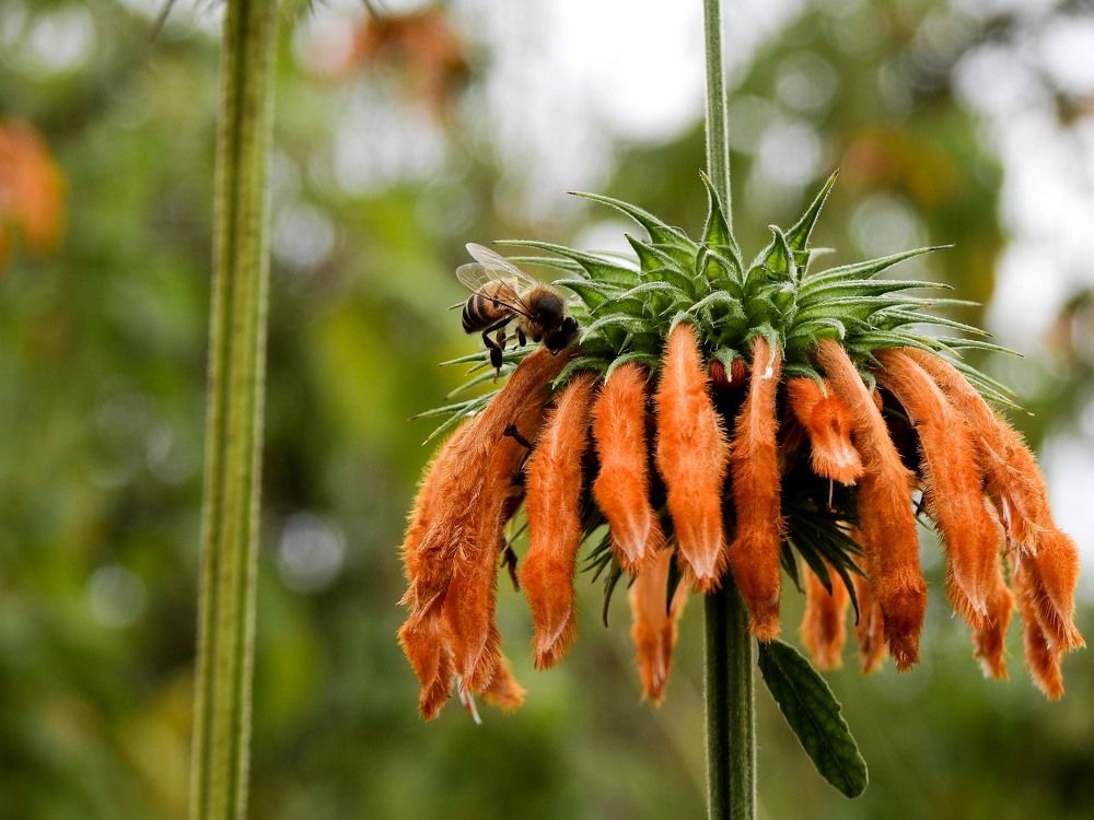 Searching for nectar