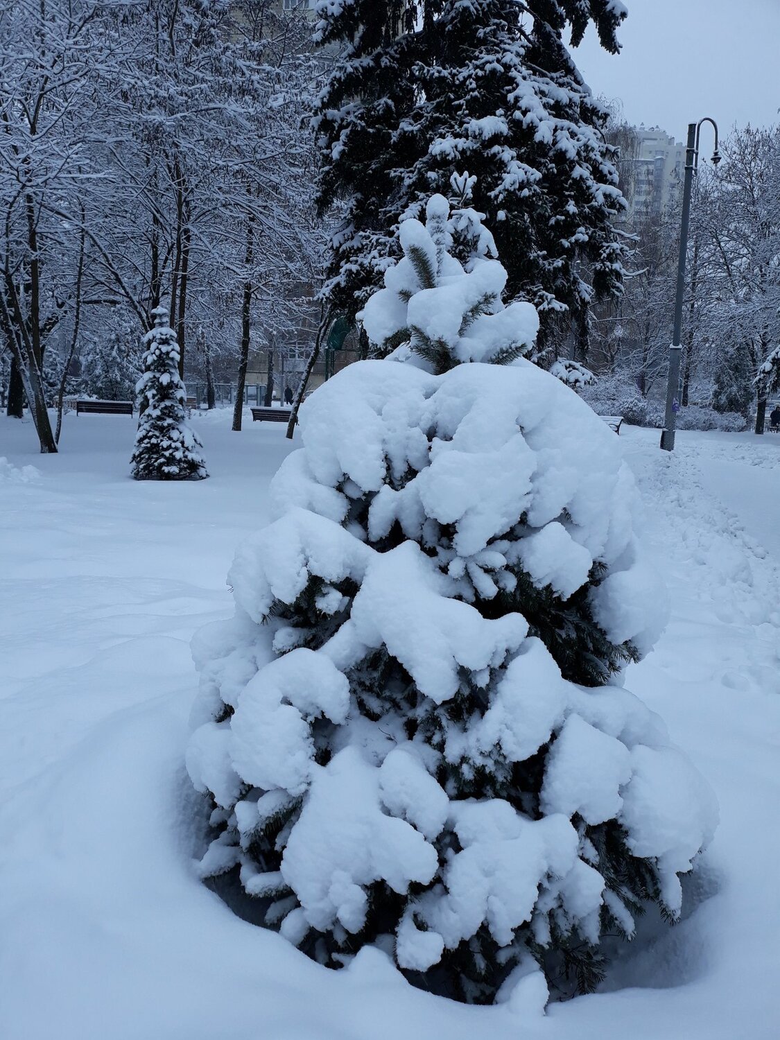 ЁЛОЧКА В СНЕГУ.