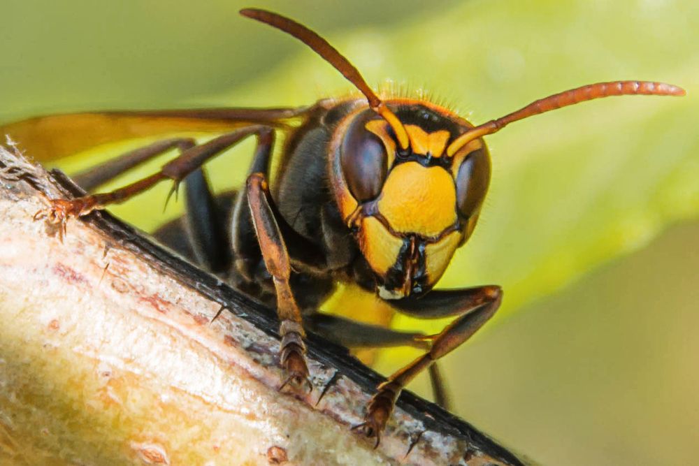 Древесная оса