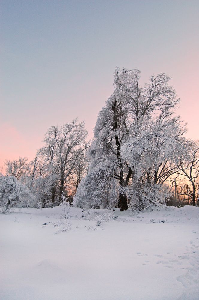В шубке инея