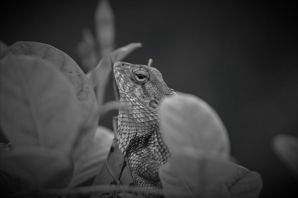 Wildlife photography