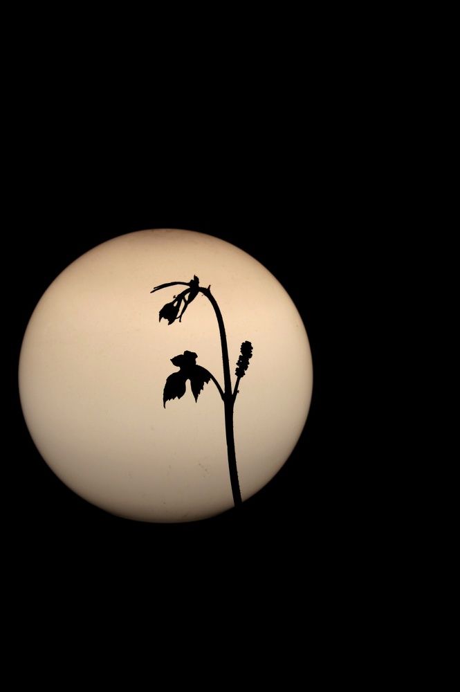 Здравствуйте, это я.