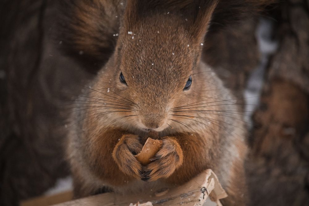 Photograph by Ольга Быкова