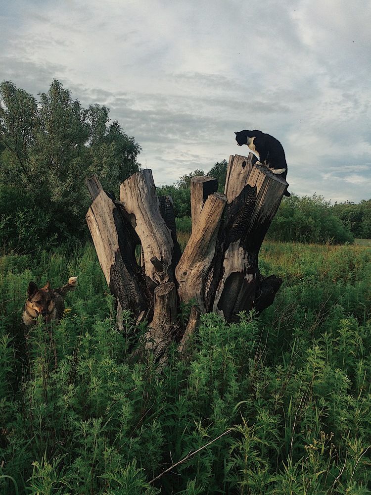 Ляля на пеньке