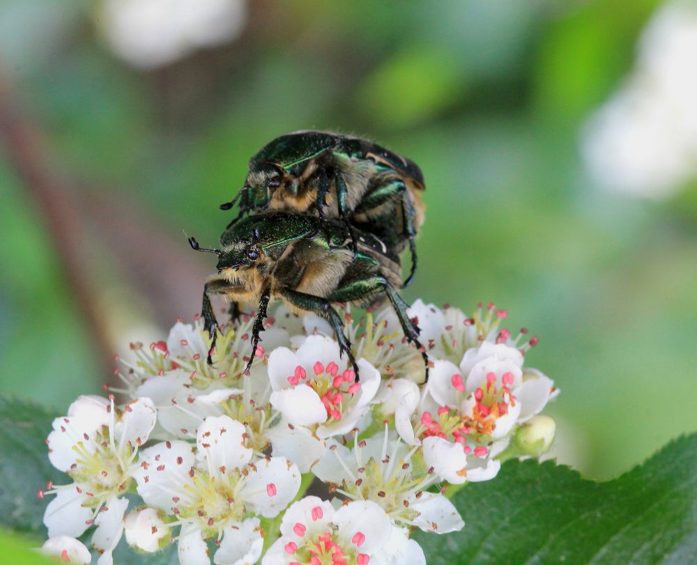 Бронзовики
