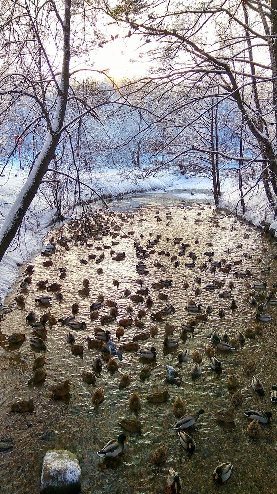 Зимовка