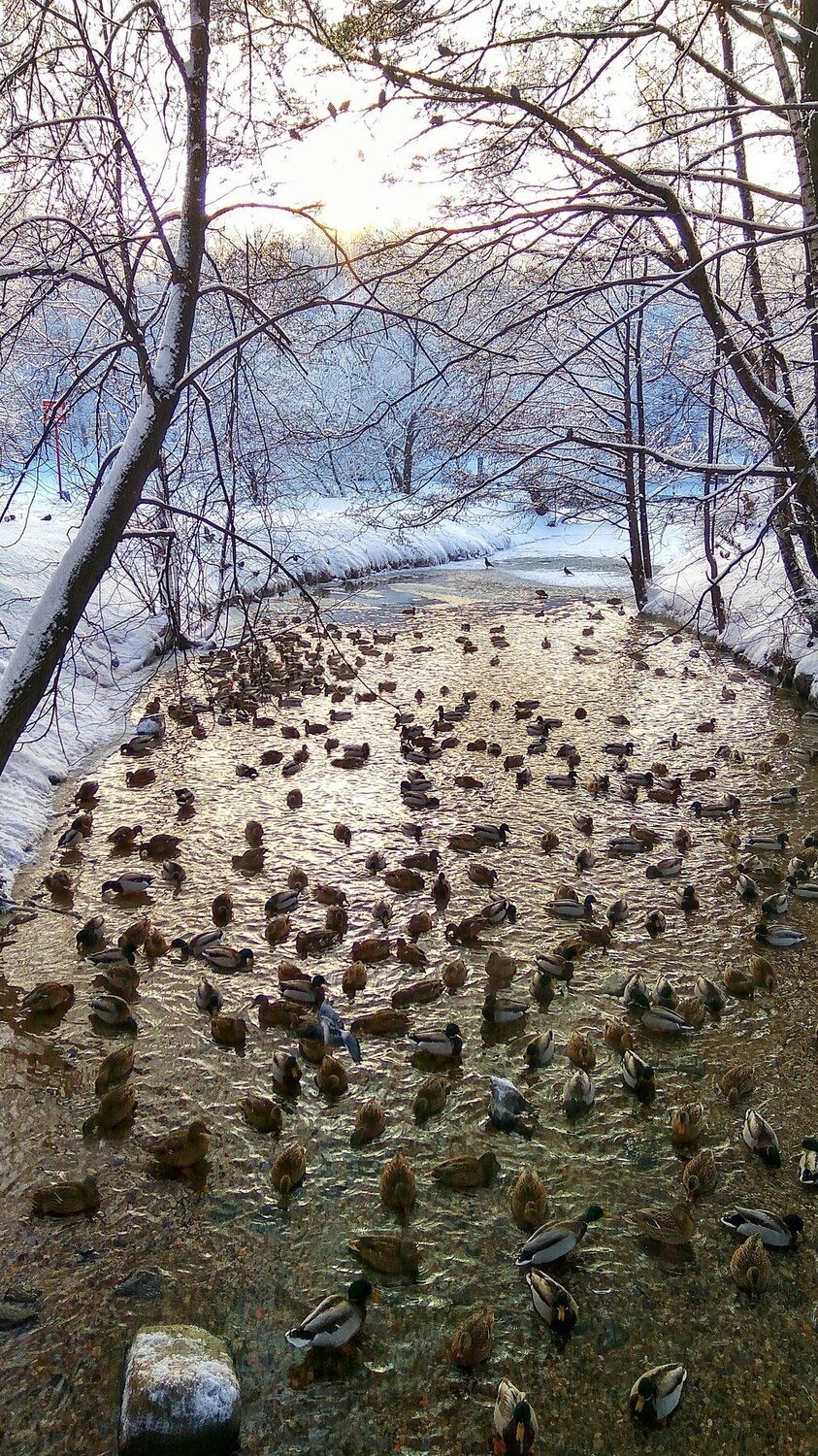 Зимовка