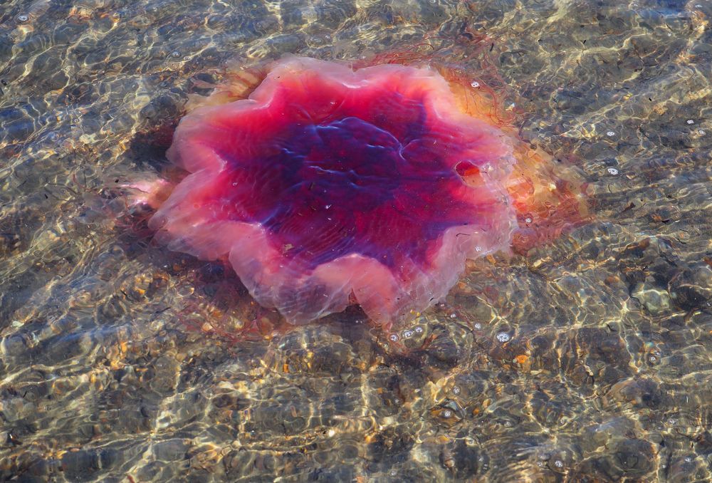 Морская фауна