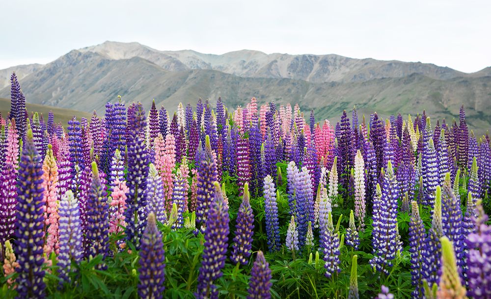 В стране люпиновых озер-2