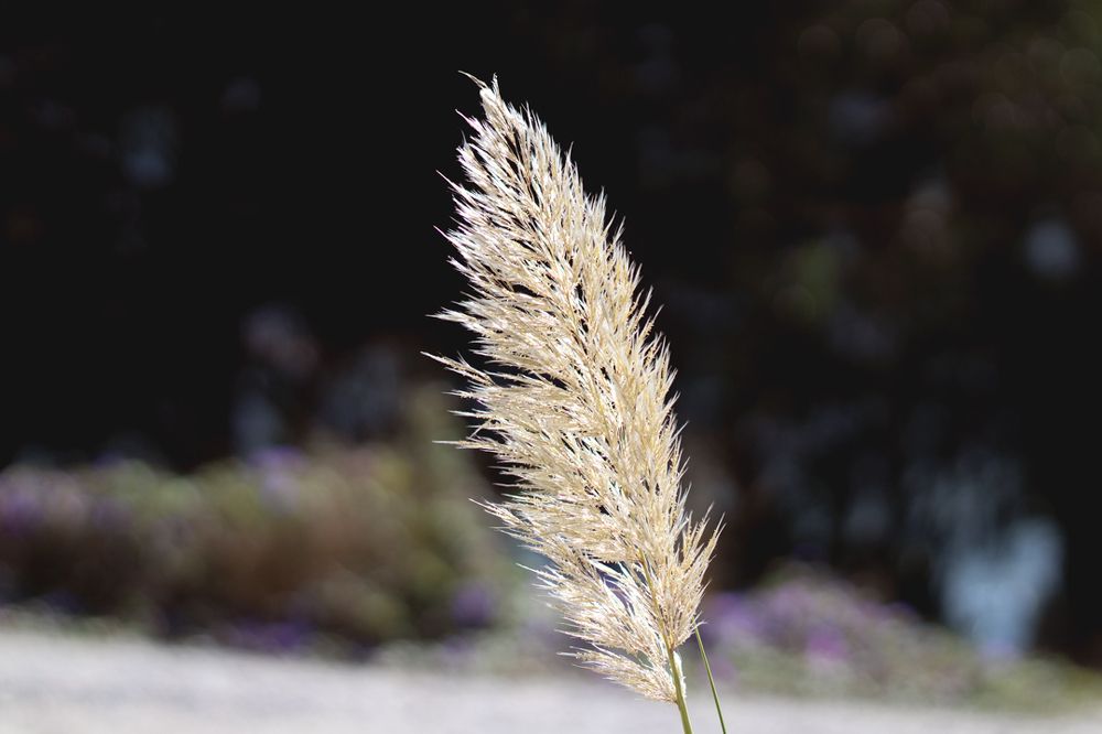 Photograph by Carolina Martins