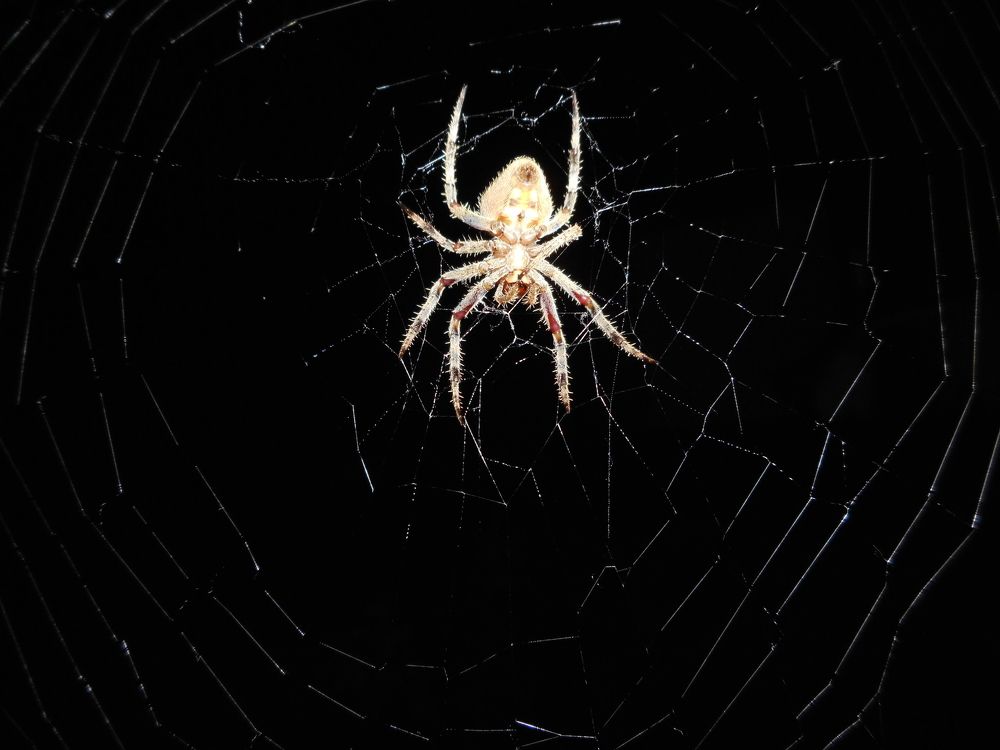 Spider