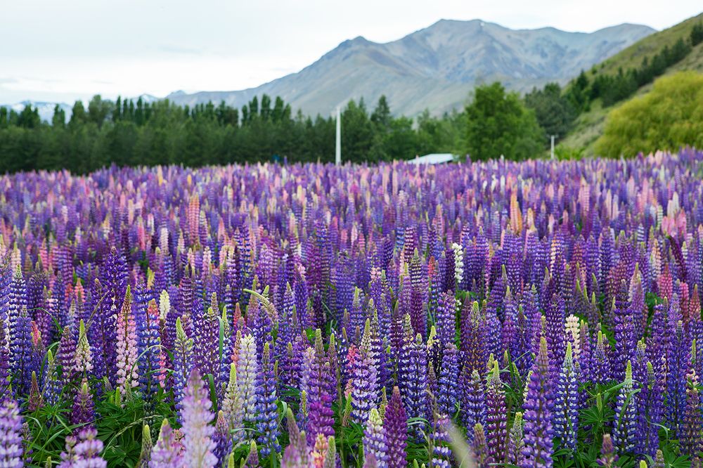 В стране люпиновых озер-3