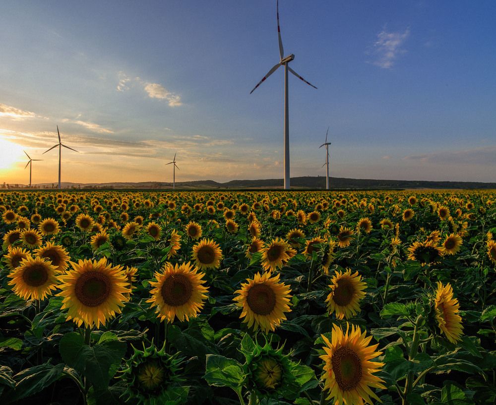 Подсолнухи