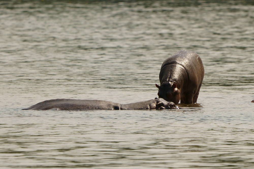 Hipopótamo