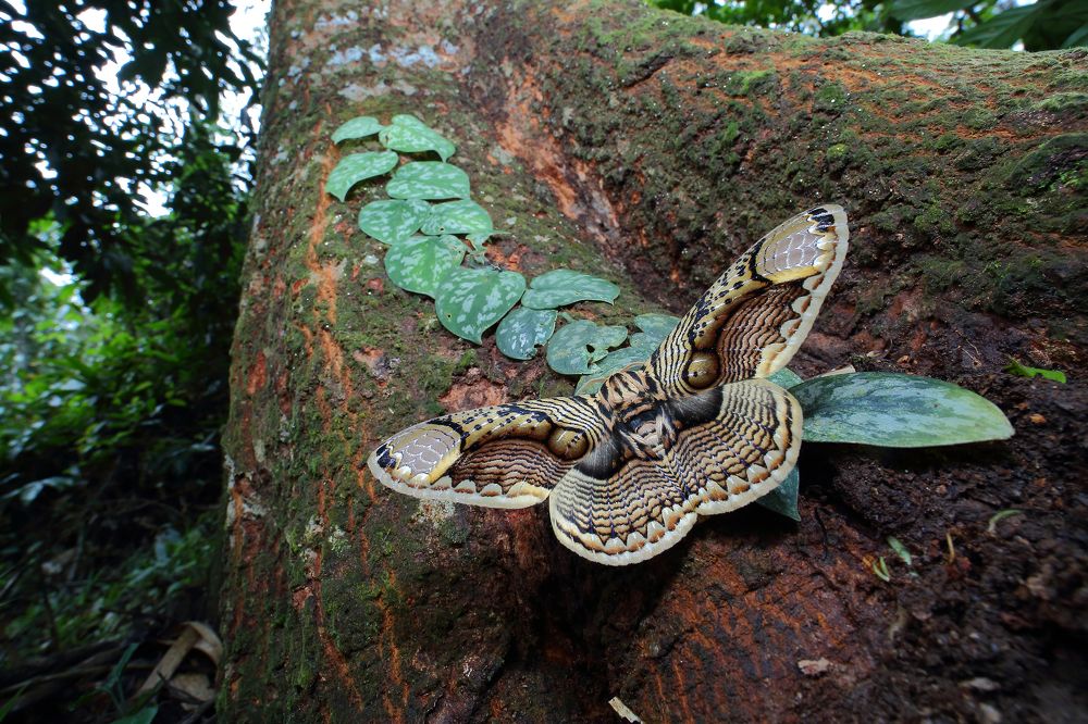 Карнавальная маска