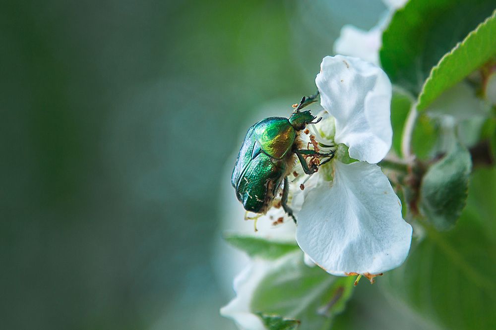 Исследователь