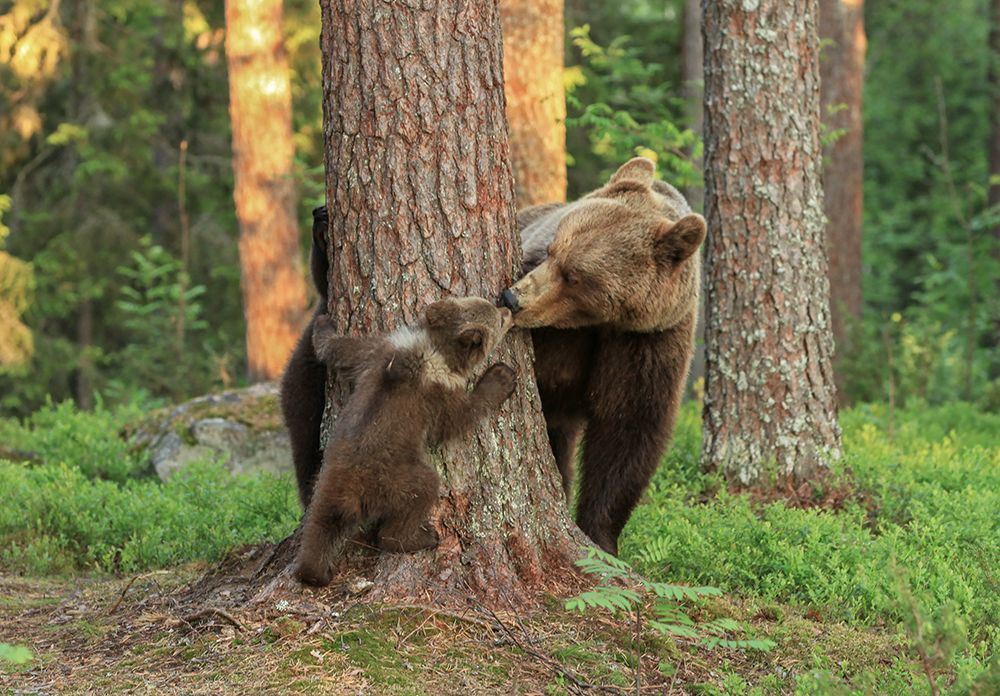 Мамин поцелуй перед сном ...