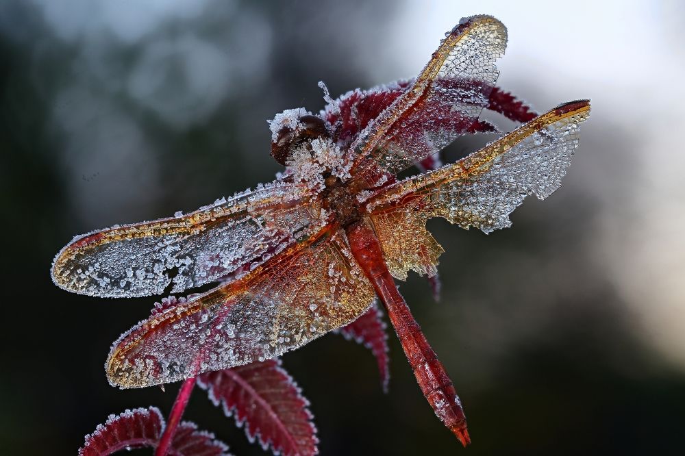 На миру и смерть красна!