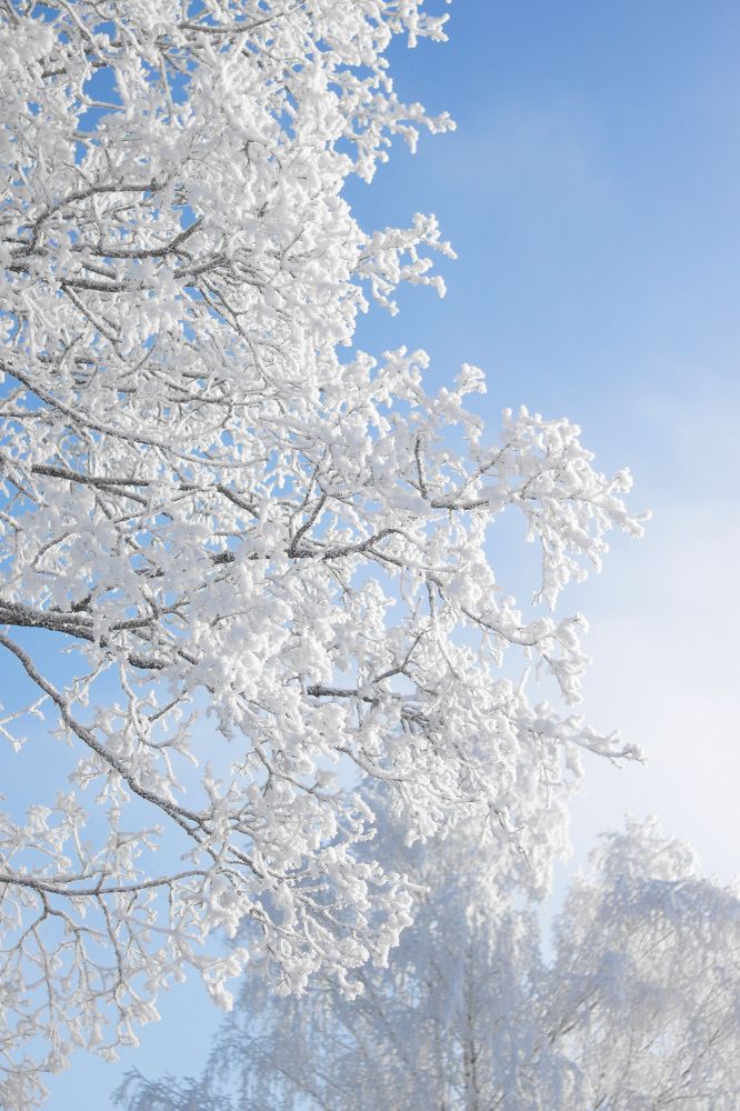 Мороз и солнце